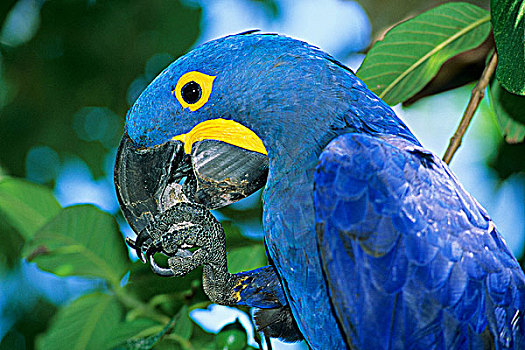 紫蓝金刚鹦鹉,吃,手掌,潘塔纳尔,巴西
