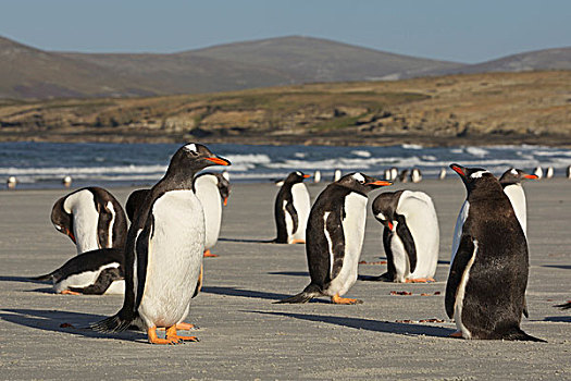 巴布亚企鹅,企鹅,福克兰群岛,南美