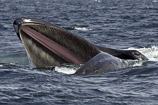 阿拉斯加,弗雷德里克湾,驼背鲸,大翅鲸属,青鱼