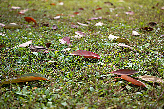 草地上的落叶