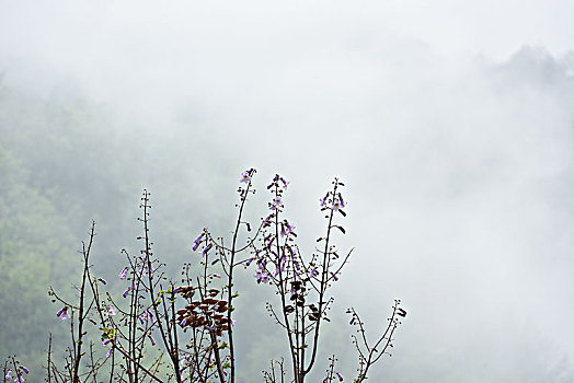 梧桐花,云雾,烟雾缭绕,太行山