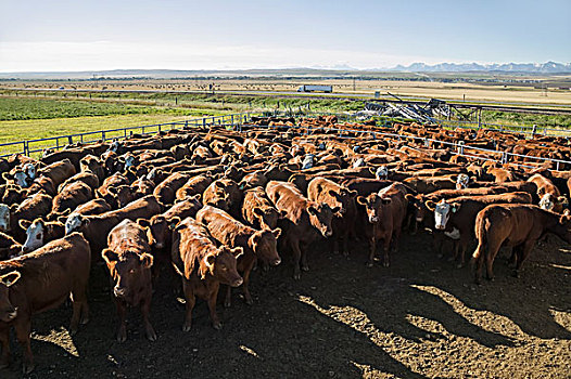 畜栏,放牧,牛,拍卖,艾伯塔省,加拿大
