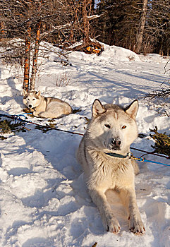 雪橇狗,西伯利亚,爱斯基摩犬,休息,雪中,育空地区,加拿大
