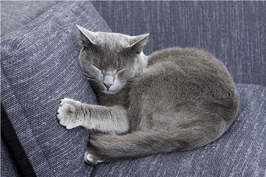 灰色,猫,沙发