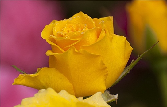 黄玫瑰,花瓣,露珠