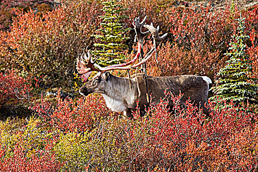 雄性动物,秋天,苔原,驯鹿属,靠近,白鲑,湖,加拿大西北地区,加拿大