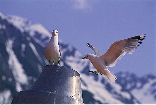 海鸥,瓦尔德斯半岛,阿拉斯加,美国