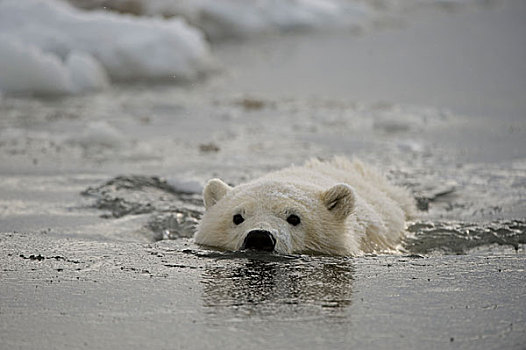 春天,北极熊,幼兽,沿岸地区,北极,阿拉斯加,冬天