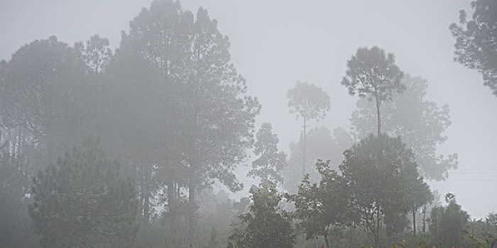 雾,遮盖,树,树林,普那卡,山谷,地区,不丹