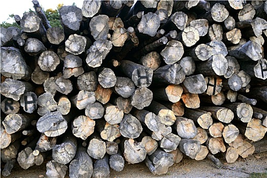 背景,一堆,木头,树干