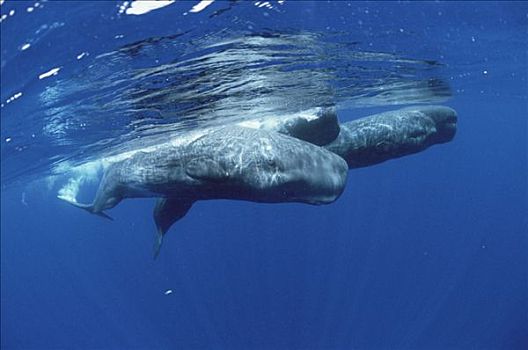 抹香鲸,交际,群,水边,表面