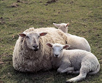 羊羔,母兽,绵羊,草地,哺乳动物,小动物,动物