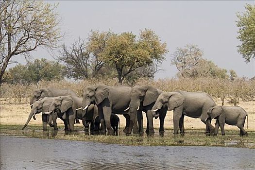 牧群,非洲,灌木,大象,非洲象,喝,河,莫瑞米,野生动植物保护区,博茨瓦纳