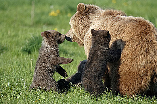 棕熊,幼兽,坝