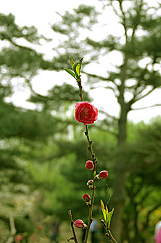 绿色的枝头上盛开这红色的花朵