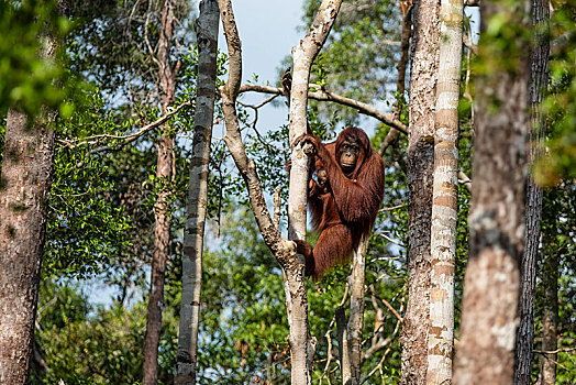 猩猩,黑猩猩,幼兽,檀中埠廷国立公园,中心,加里曼丹,婆罗洲,印度尼西亚,亚洲
