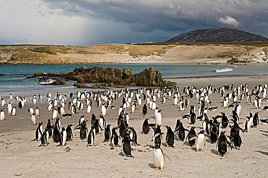 巴布亚企鹅,鹅卵石,岛屿,北海岸,福克兰群岛,沿岸,石南