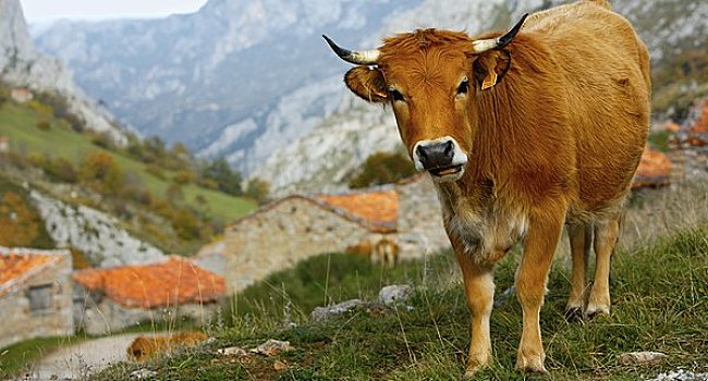 母牛,欧洲,阿斯图里亚斯,西班牙