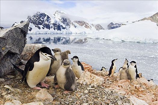帽带企鹅,南极企鹅,生物群,弄脏,红色,泥,龙头,南极