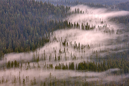 雾,上方,树,树林,蒙大拿,美国