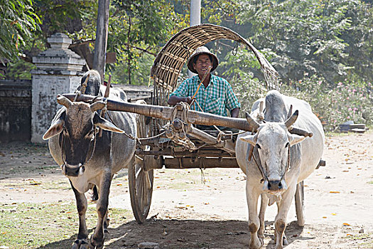 一个,男人,手推车,两个,水牛,蒲甘,缅甸