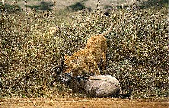 非洲狮,狮子,雌性,角马,杀,内罗毕,公园,肯尼亚