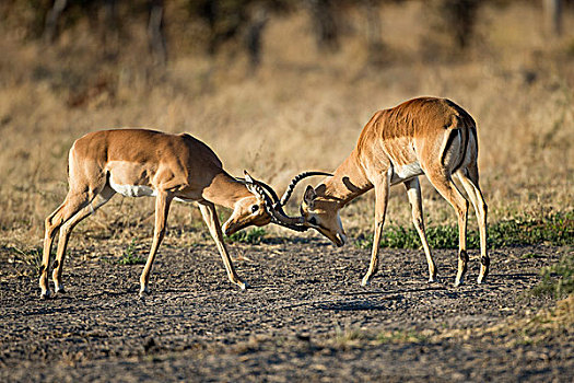非洲,博茨瓦纳,乔贝国家公园,成年,雄性,黑斑羚,打斗,支配,萨维提,湿地