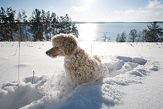 狗,雪中