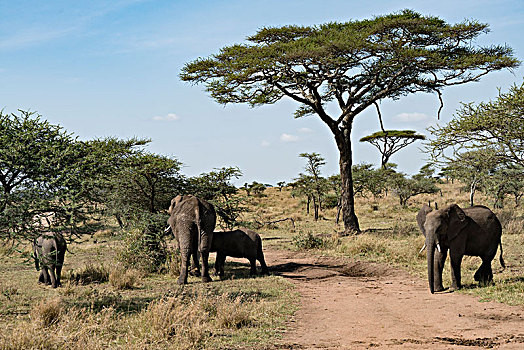 非洲大象061