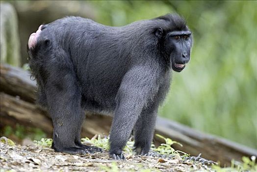 黑色,短尾猿,弥猴属,成年,婆罗洲