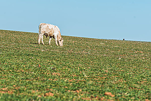 草原的牛群