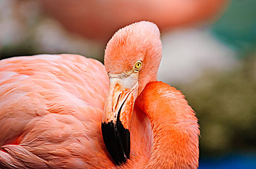 加勒比,粉红火烈鸟