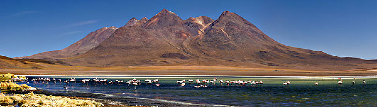 火烈鸟,红鹳科,蓝色泻湖,正面,火山,乌尤尼,玻利维亚,南美