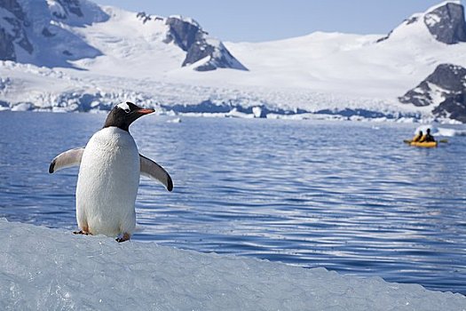 巴布亚企鹅,看,皮划艇手,南极