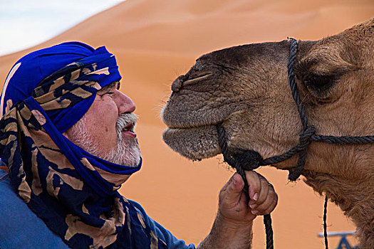 摩洛哥,梅如卡,游客,穿,蓝色,柏柏尔人,头巾,骆驼,面对面,使用,只有