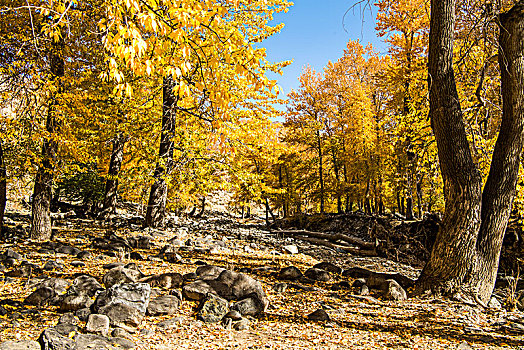 新疆,秋色,树林,黄叶