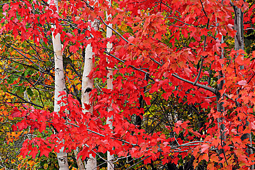 红枫,秋叶,树干,萨德伯里,安大略省,加拿大