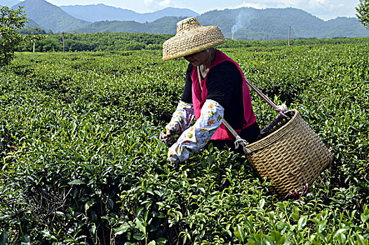 海南白沙绿茶采茶的茶农