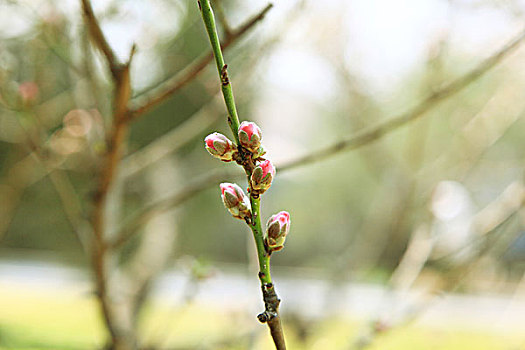 春天盛开的红色梅花