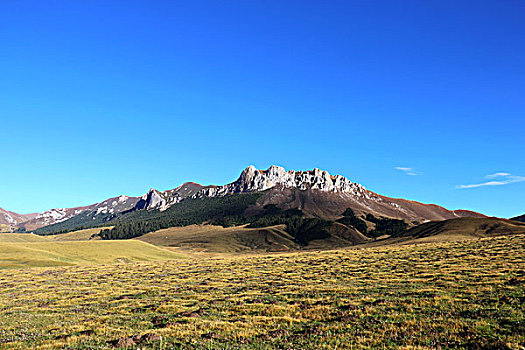 高原草场