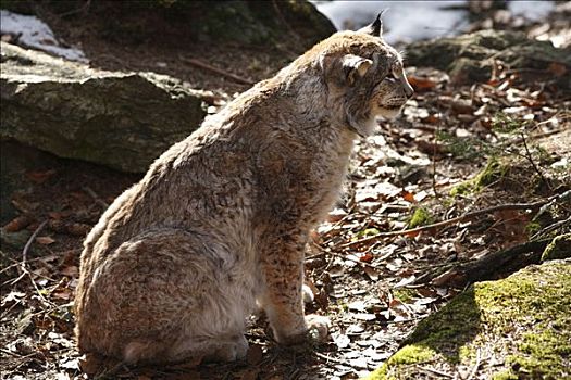 雄性,欧亚猞猁属,猞猁,户外,围挡,巴伐利亚森林,下巴伐利亚,巴伐利亚,德国,欧洲