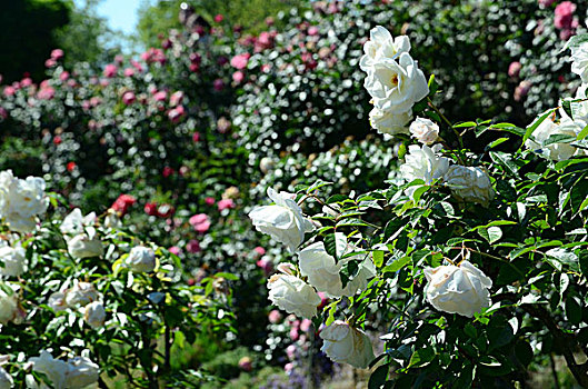 植物,蔷薇,白色