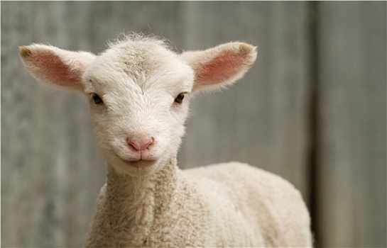 年轻,羊羔,农场