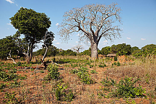 猴面包树,南非,非洲