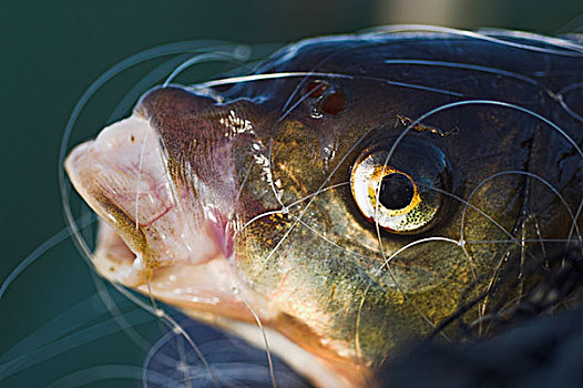 铜盆鱼,渔网