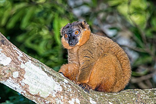 褐色,狐猴,省,马达加斯加,非洲