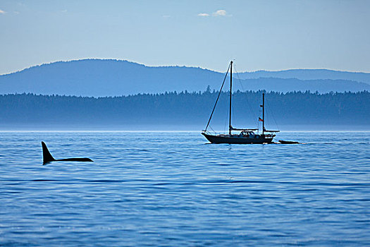 逆戟鲸,游动,水中,海峡,维多利亚,温哥华岛,不列颠哥伦比亚省,加拿大