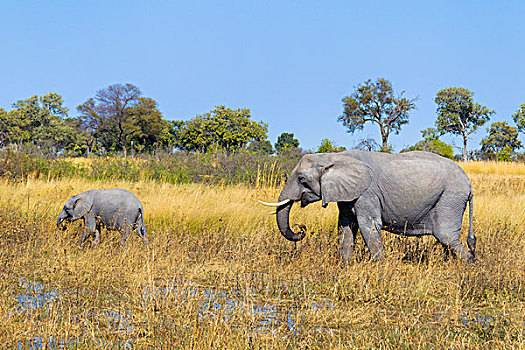 成年,非洲,灌木,大象,非洲象,幼兽,走,草地,奥卡万戈三角洲,博茨瓦纳