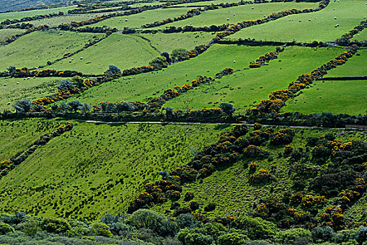 绵羊,茂密,绿色,环绕,灌木篱墙,爱尔兰,欧洲