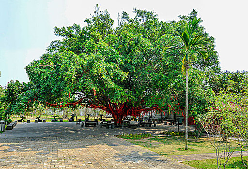 海南儋州东坡书院,大榕树